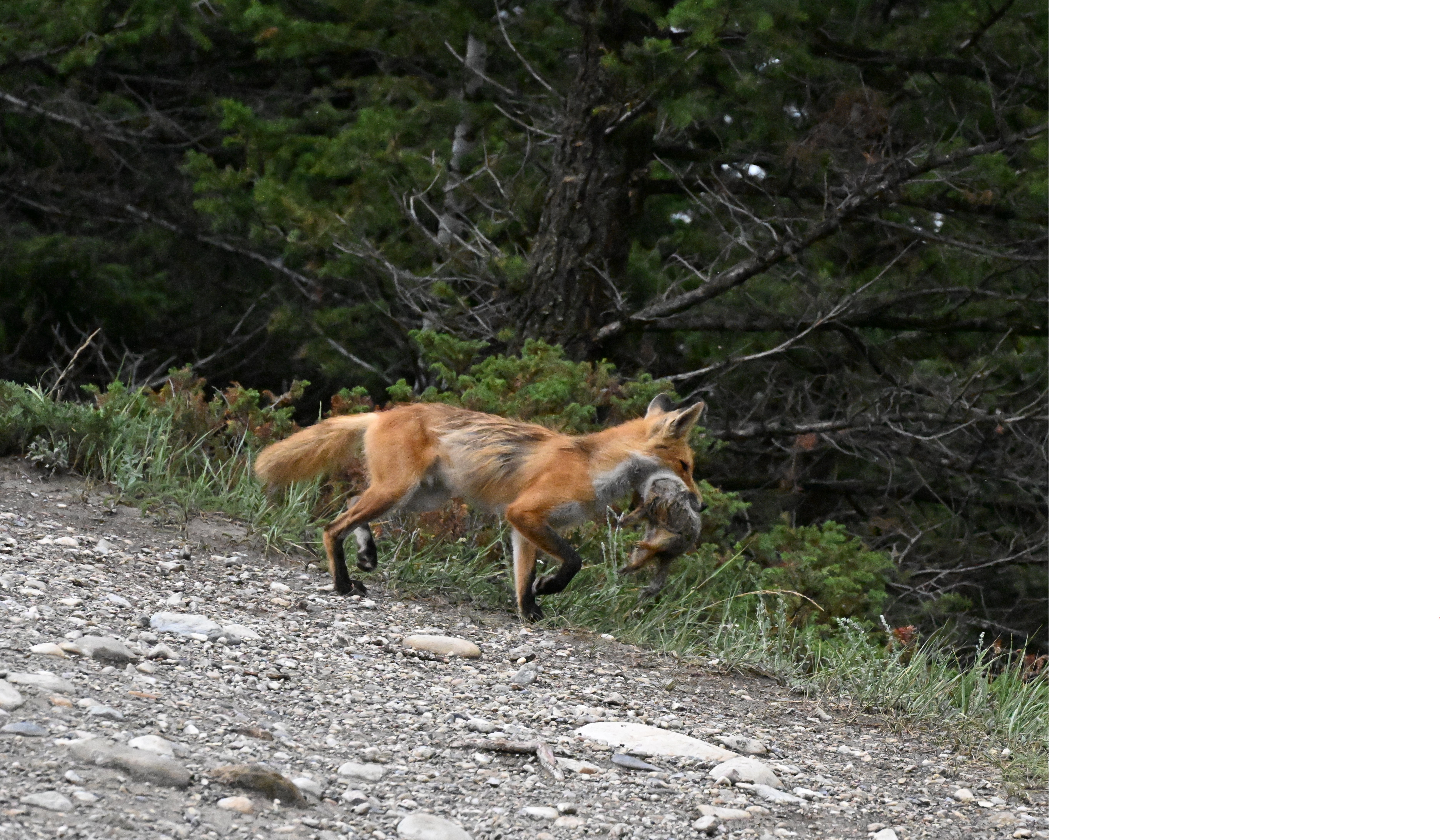 Coyote Carrying Squirrel